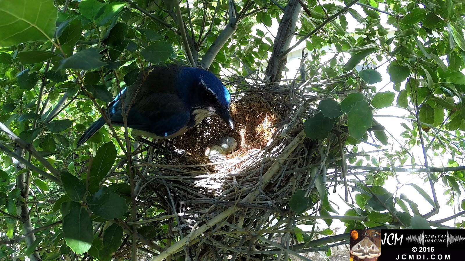 Scrub Jay nest and activity GoPro Hero3+ Black 3-3132015 Santa Clarita JCMDI.COM